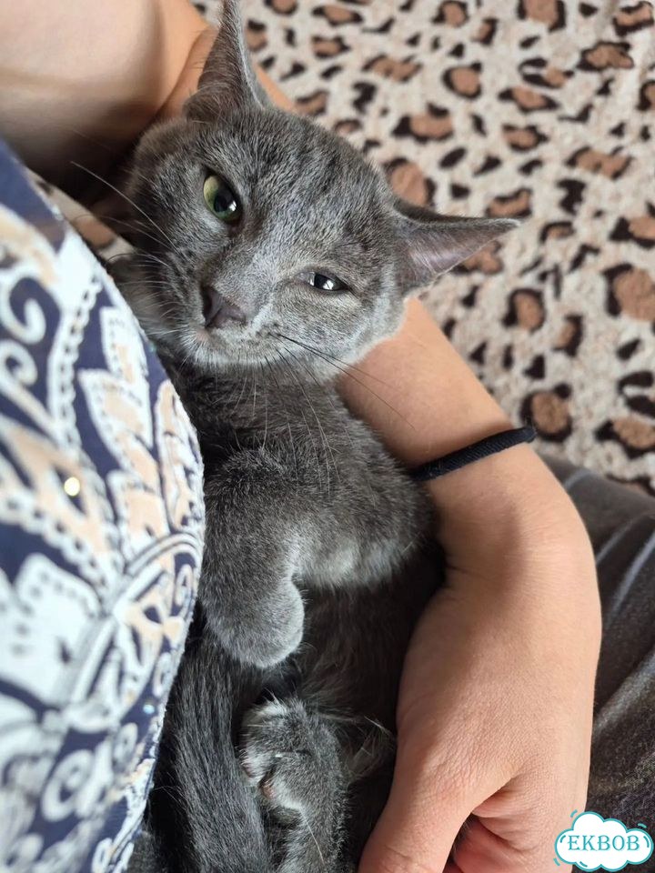 Котёнок в добрые руки фото 3
