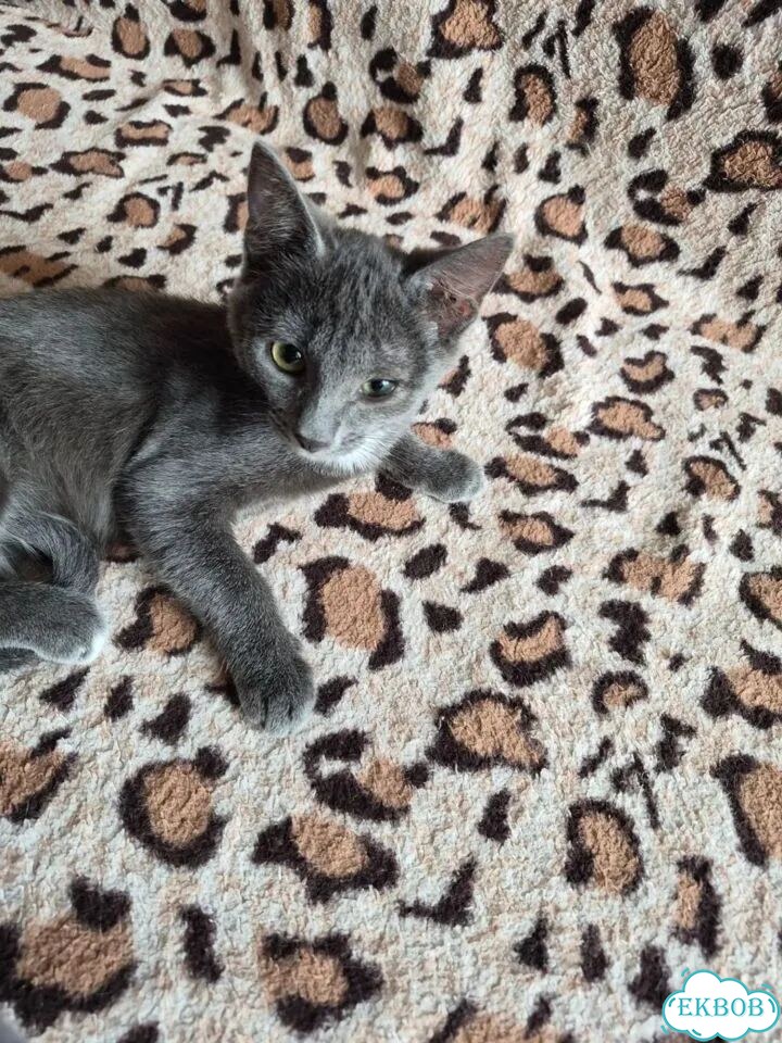 Котёнок в добрые руки фото 4