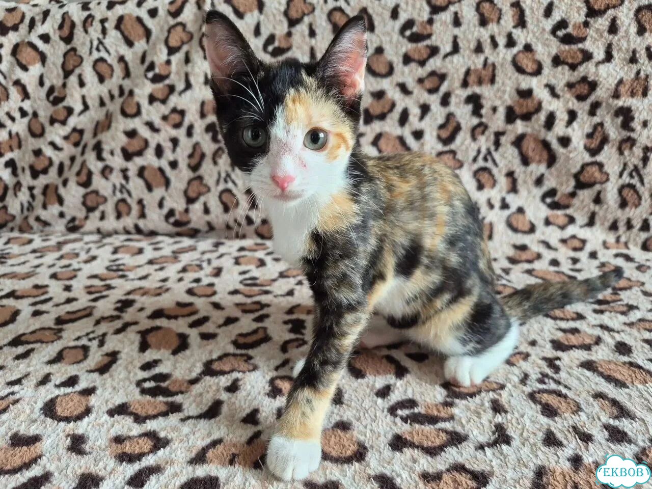 Котёнок в добрые руки фото 1