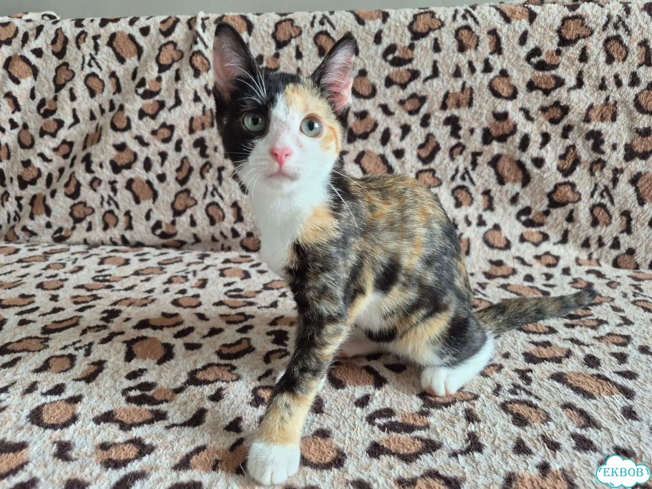 Котёнок в добрые руки фото 2
