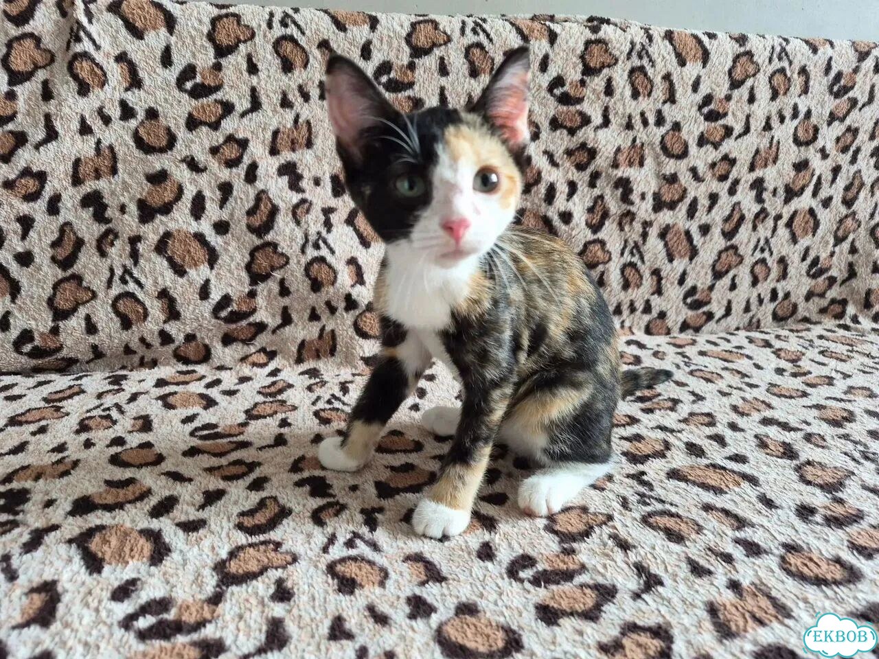 Котёнок в добрые руки фото 3