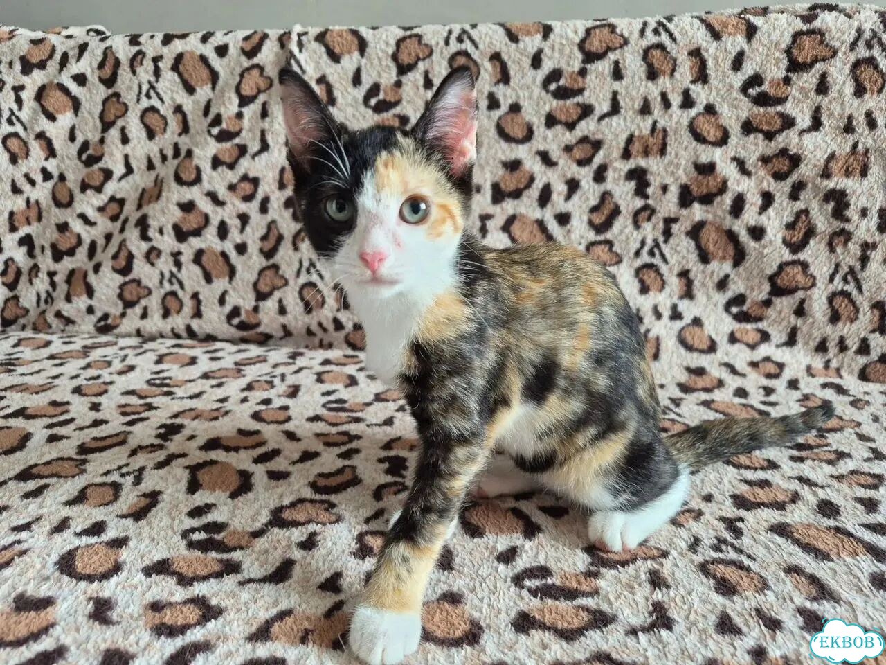 Котёнок в добрые руки фото 4