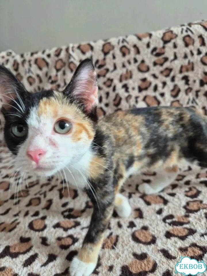 Котёнок в добрые руки фото 5