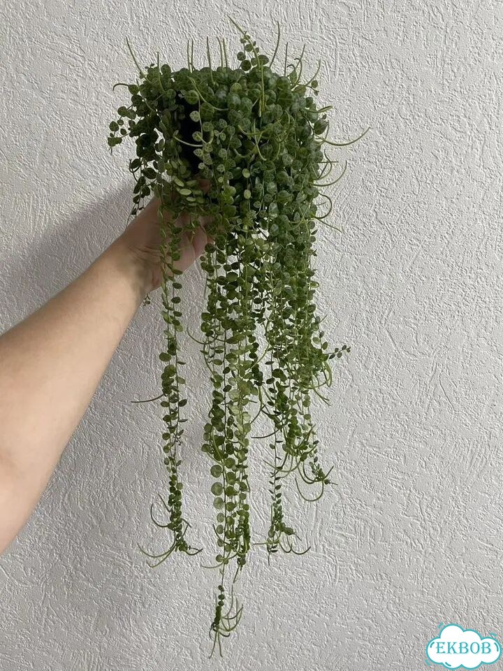 Пеперомия прострата Peperomia prostrata фото 1
