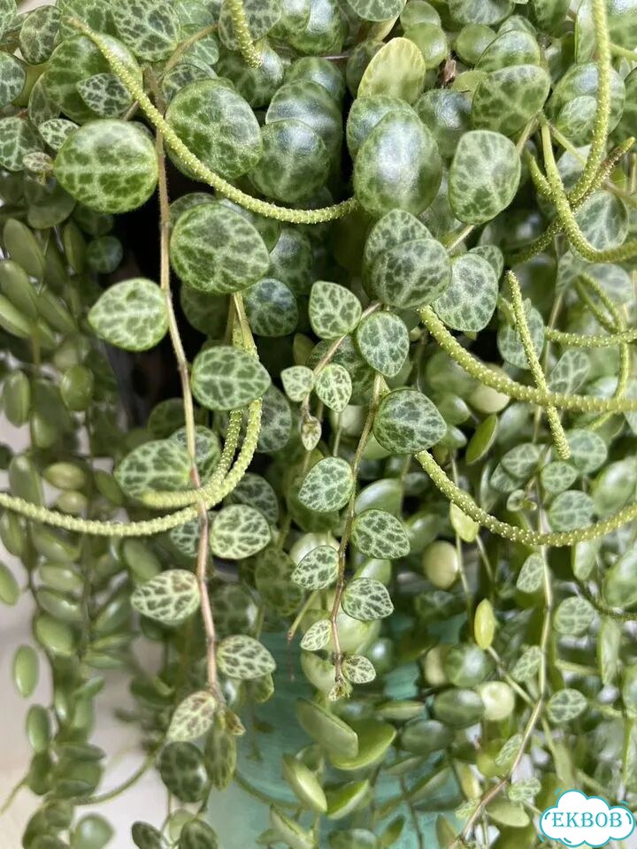 Пеперомия прострата Peperomia prostrata фото 2