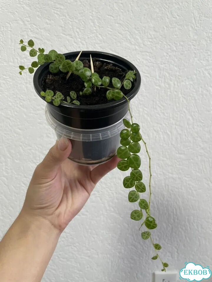 Пеперомия прострата Peperomia prostrata фото 3
