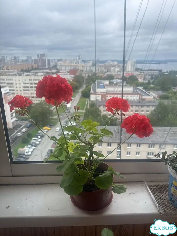 Цветы которые украсят ваш дом фото 1