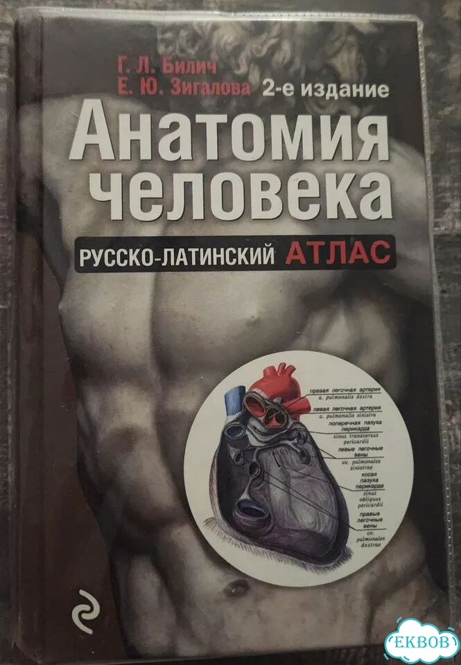 Учебник анатоми человека фото 1