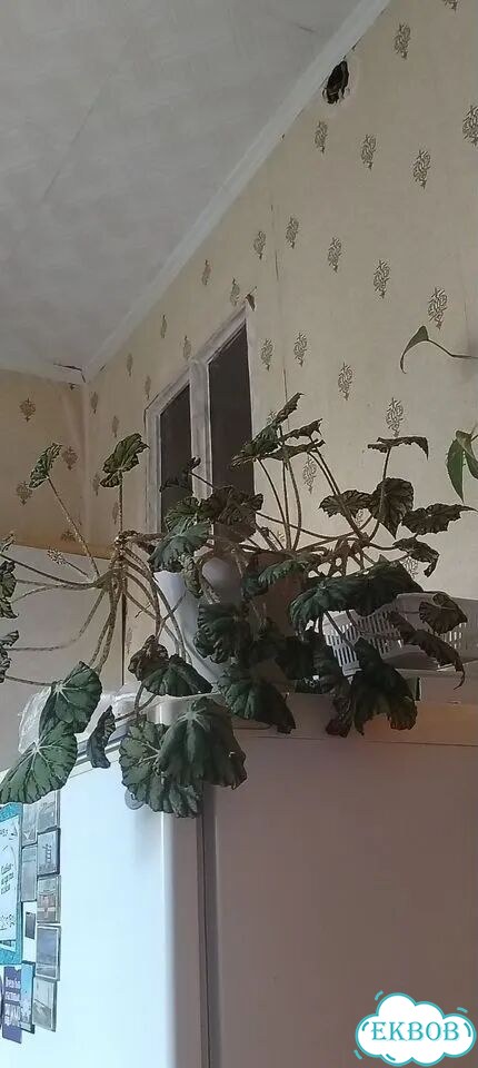 Комнатные цветы большие фото 1