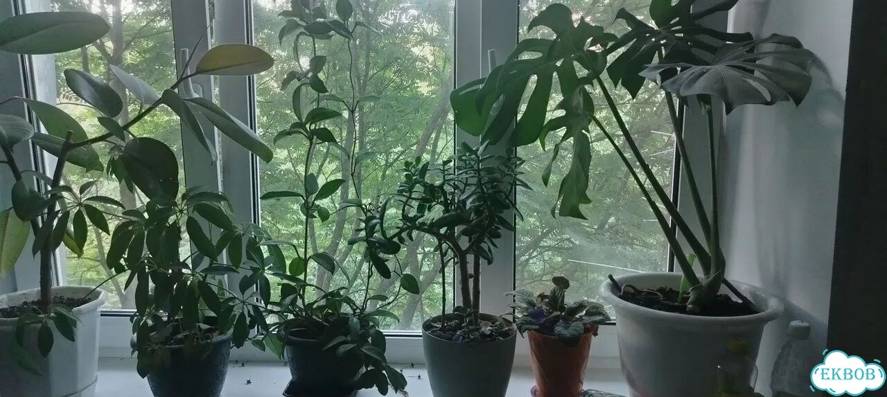 Комнатные цветы большие фото 3