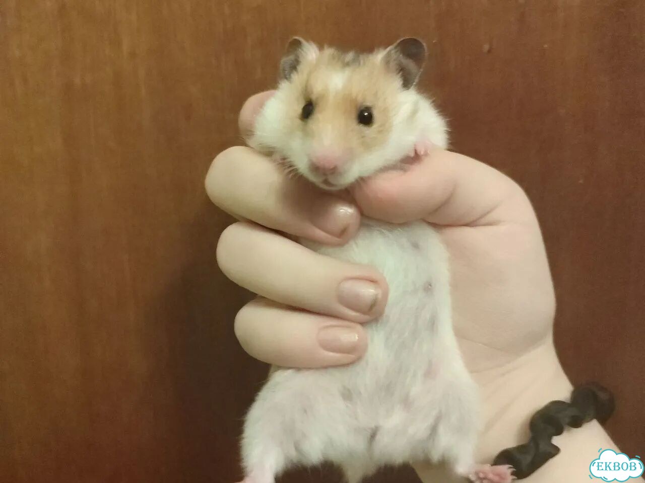 Сирийский хомяк девочка фото 1