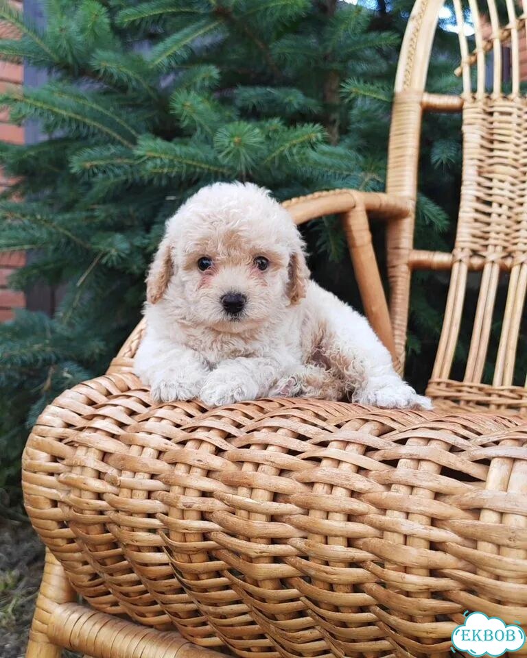 Мальтипу, щенок фото 1