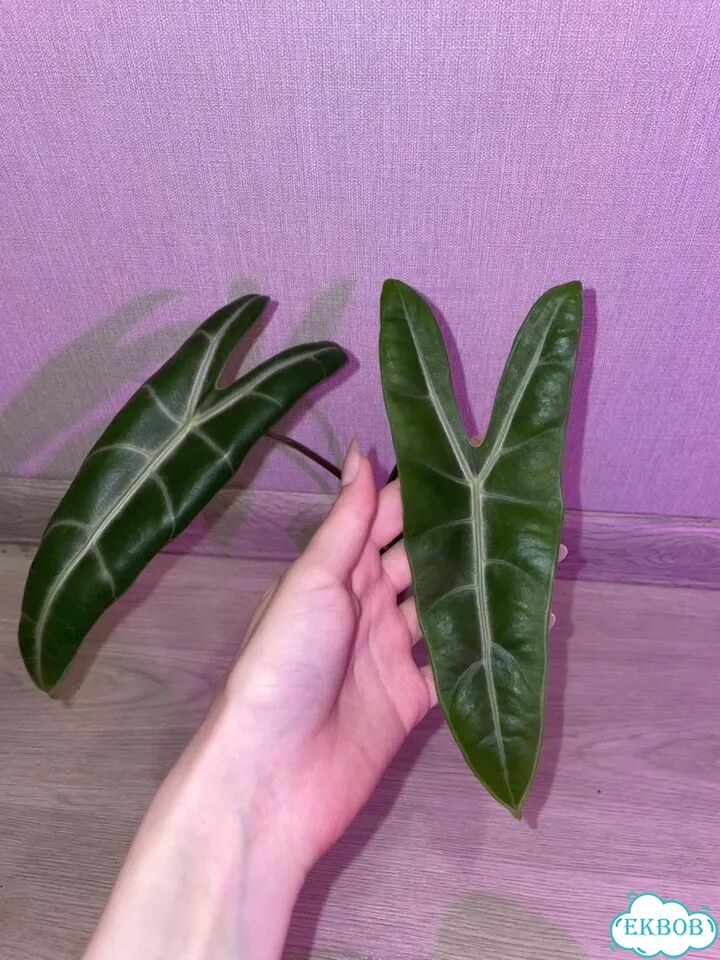 Алоказия лонгилоба фото 1