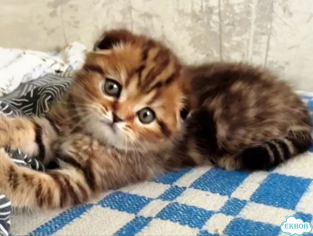 Шотландский вислоухий короткошёрстный котёнок фото 1