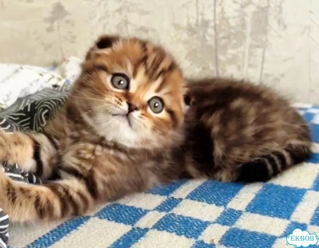 Шотландский вислоухий короткошёрстный котёнок фото 2