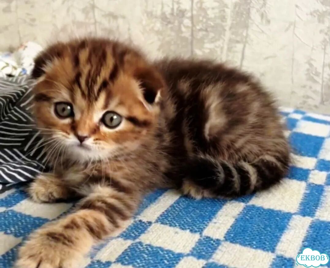 Шотландский вислоухий короткошёрстный котёнок фото 3