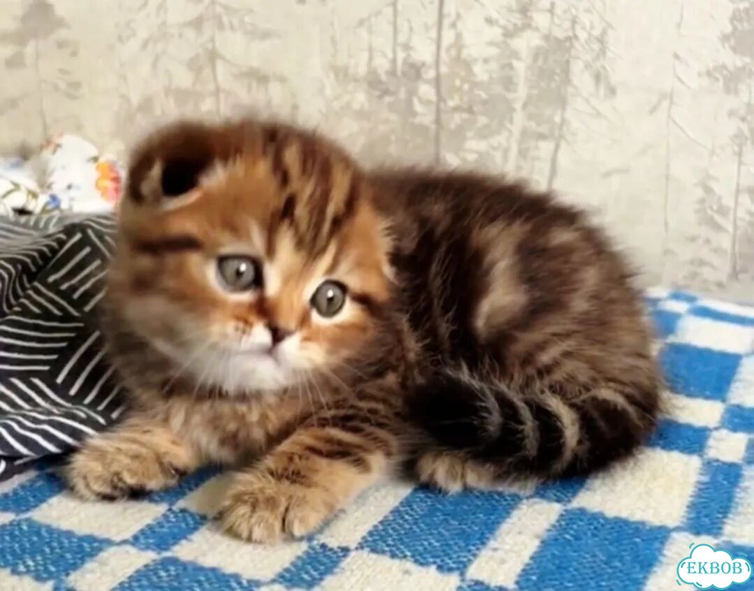 Шотландский вислоухий короткошёрстный котёнок фото 4