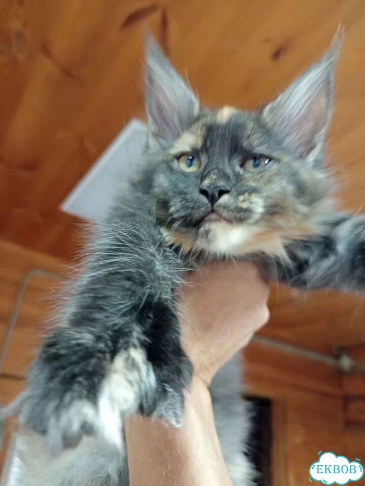 Мейн-кун котёнок фото 1