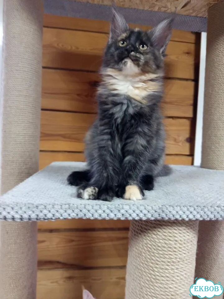 Мейн-кун котёнок фото 3