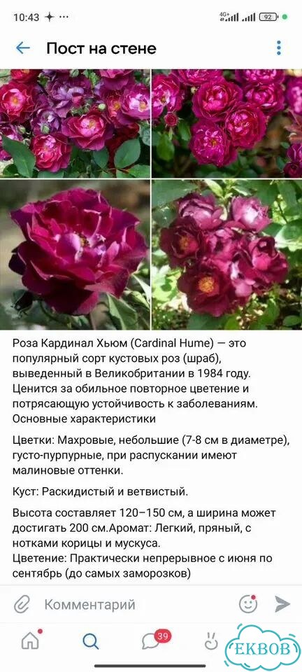 Роза фото 1