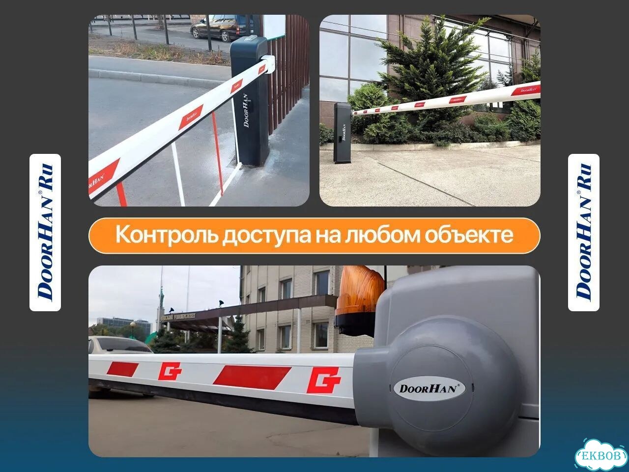 Маранта триколор фото 4