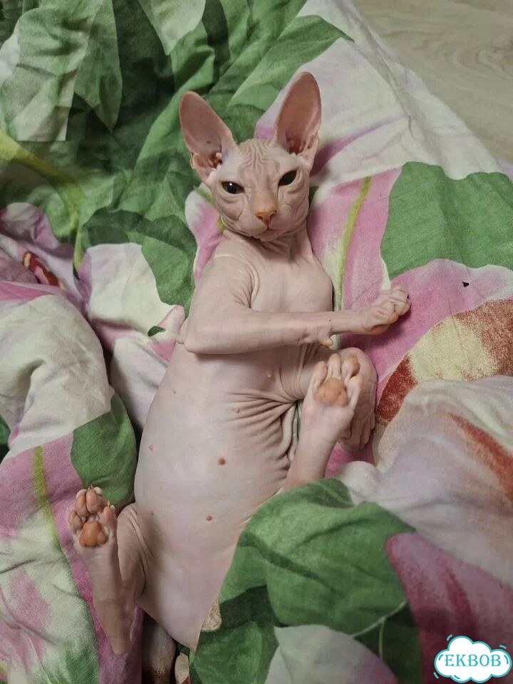 Донской сфинкс котёнок фото 1