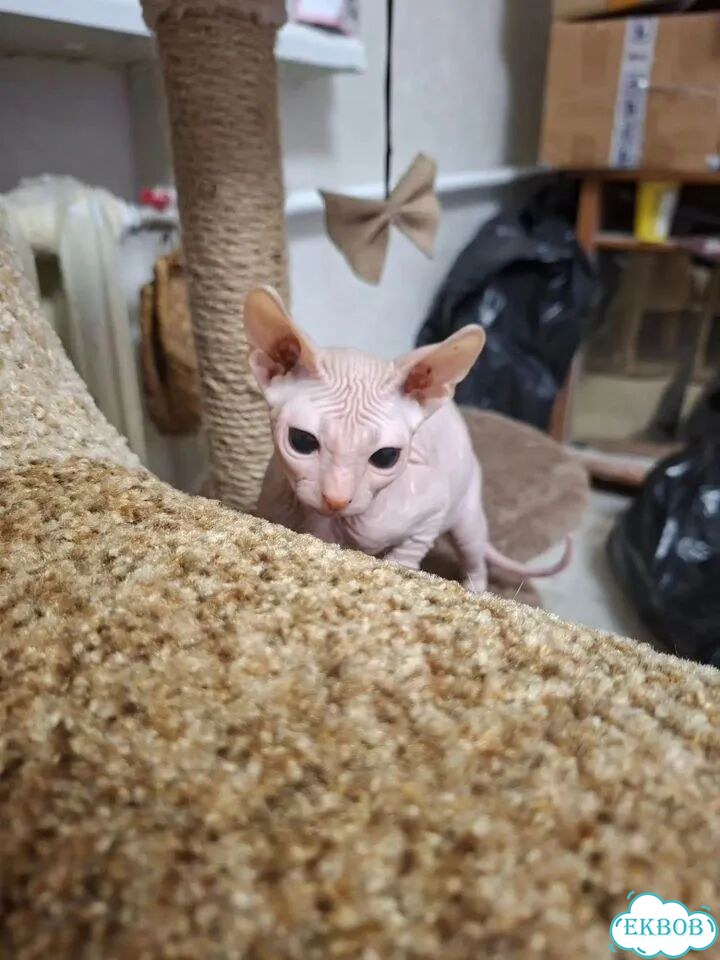 Донской сфинкс котёнок фото 3