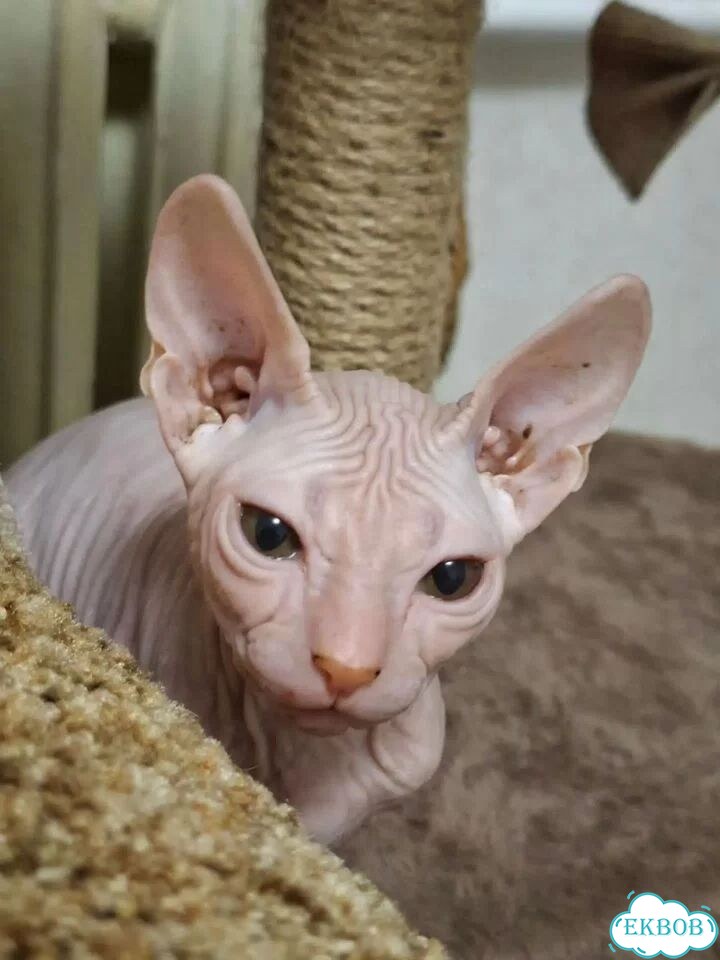 Донской сфинкс котёнок фото 4