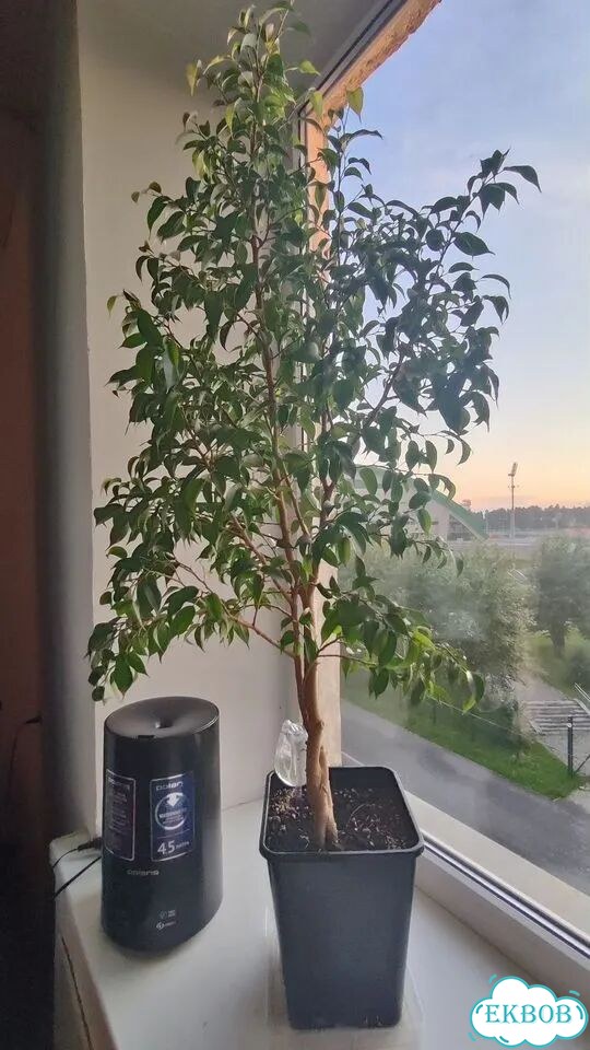 Фикус бенджамина фото 1