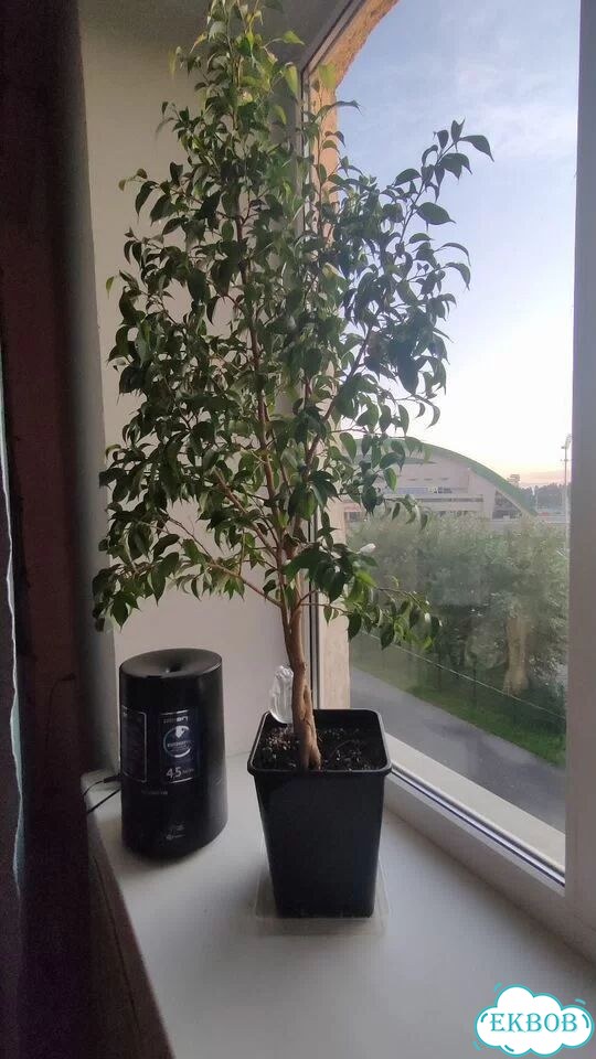 Фикус бенджамина фото 2