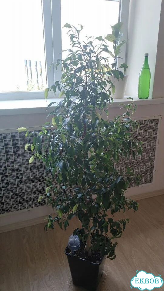 Фикус бенджамина фото 3