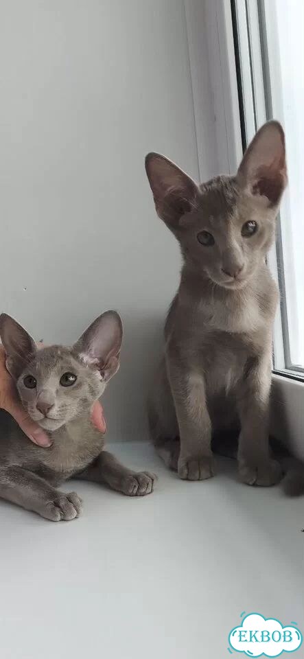 Ориентальный котёнок фото 1