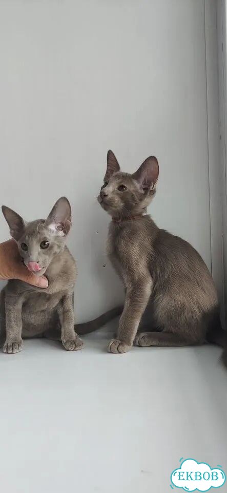 Ориентальный котёнок фото 3