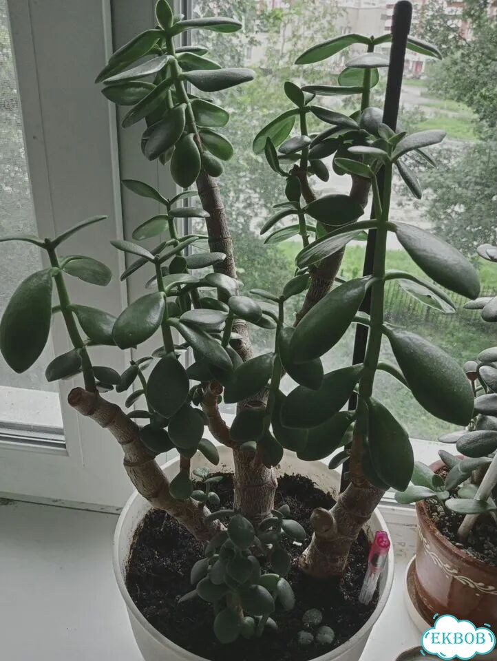 Денежное дерево фото 3