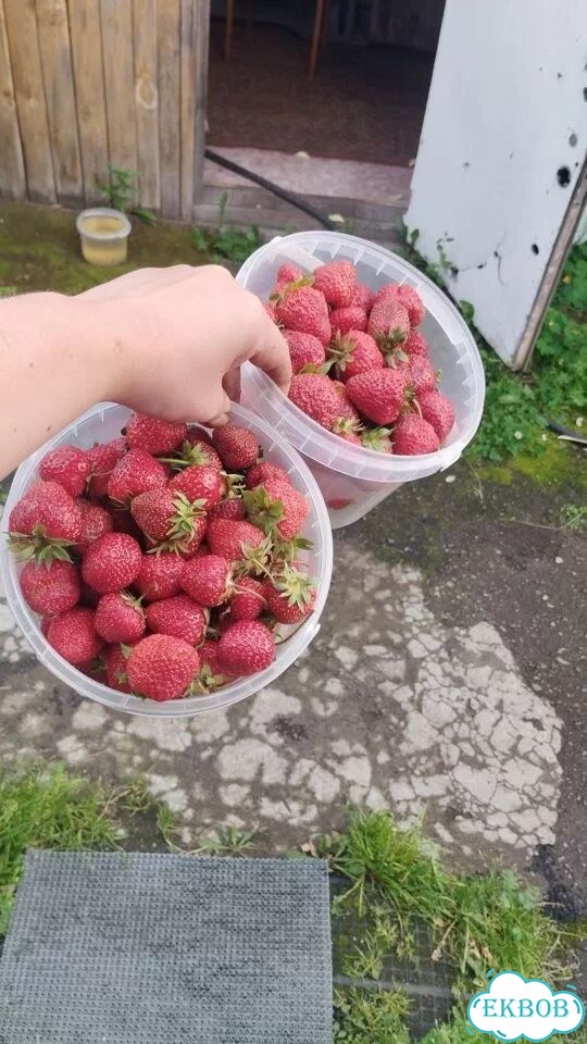 Клубника свежая домашняя фото 1