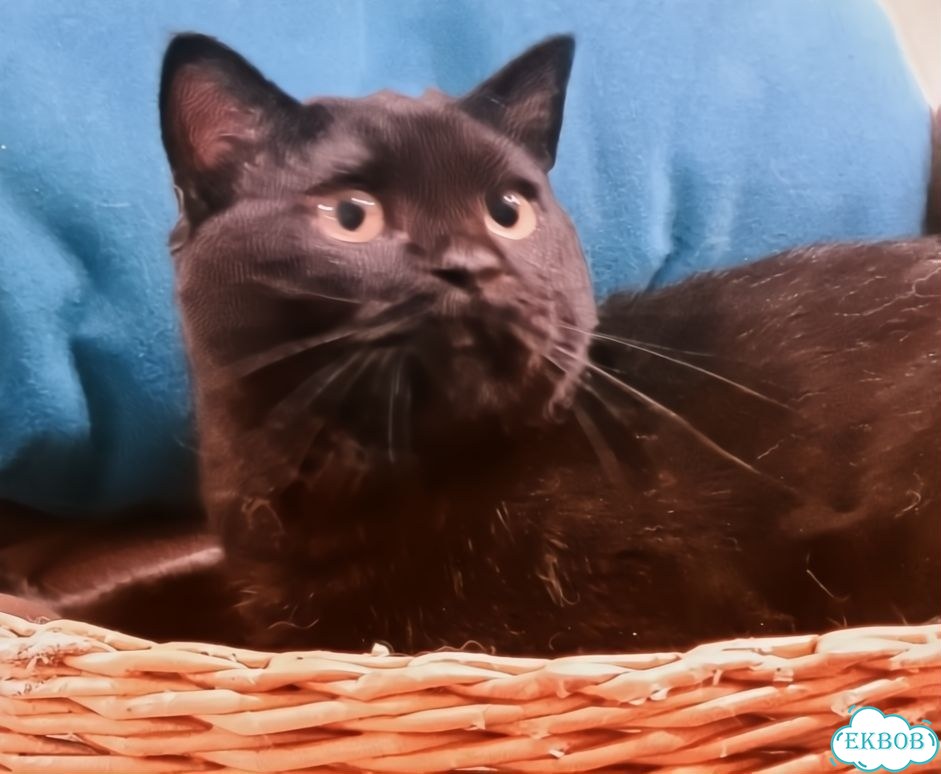 Шотландский прямоухий короткошёрстный котёнок фото 2