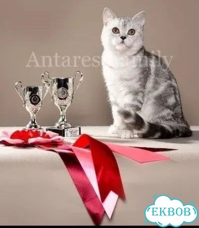 Шотландский прямоухий короткошёрстный котёнок фото 4