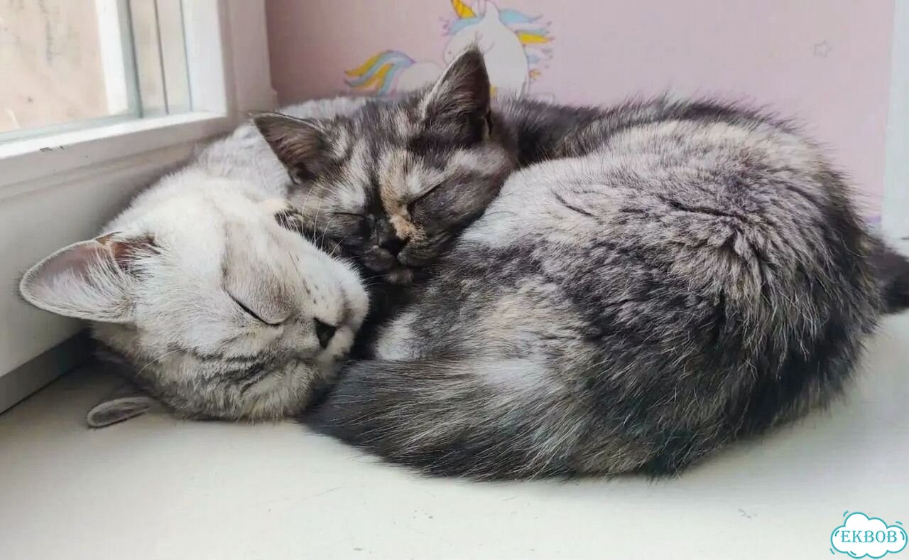 Шотландский прямоухий короткошёрстный котёнок фото 5
