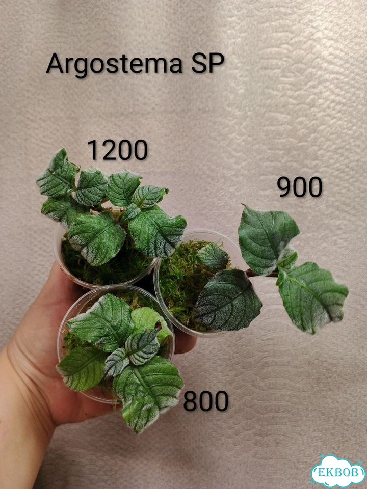 Экзотические растения 5 фото 2