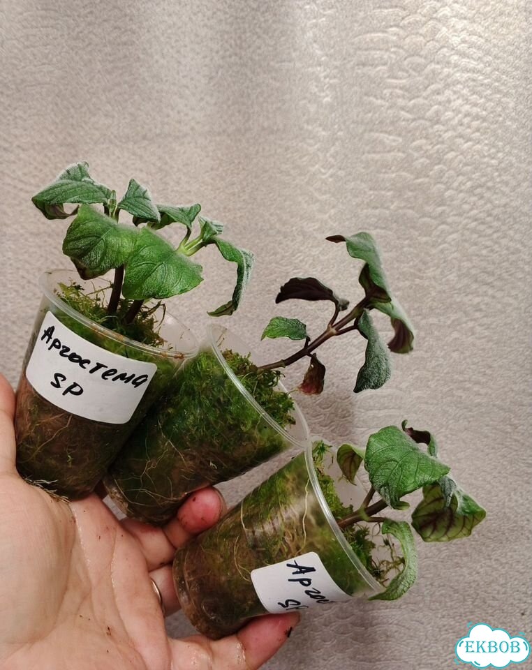 Экзотические растения 5 фото 3