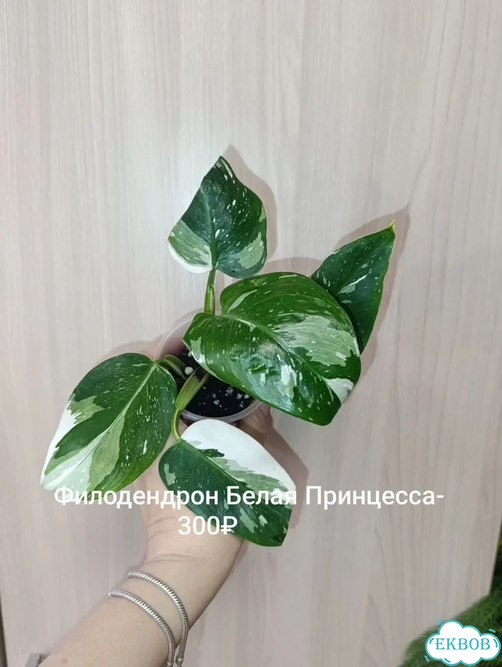 Филодендрон Белая принцесса, монстера Лехлериана фото 1