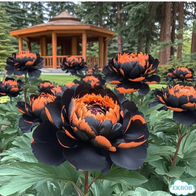 Редкие сорта пионов саженцы и корни фото 1