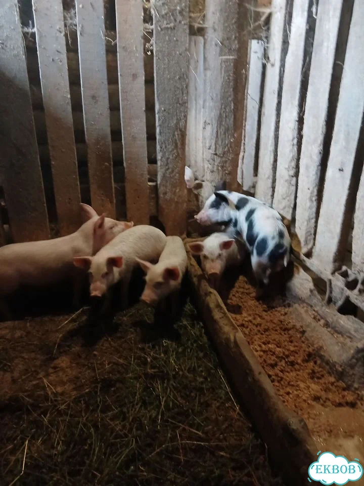 Поросята ландрас фото 1