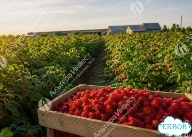 Сады по выращиванию ягод фото 1