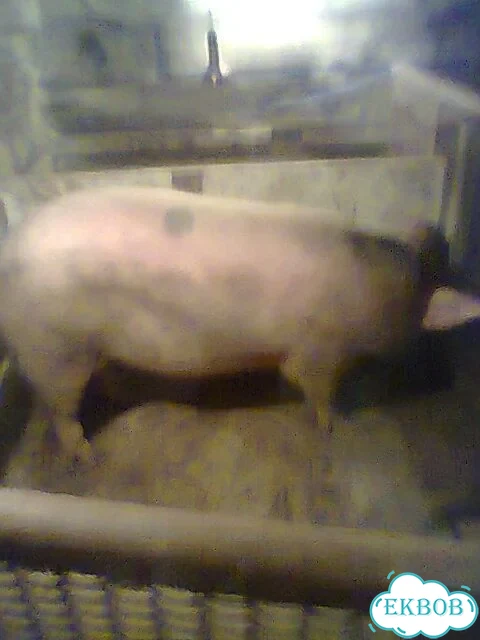 Хряк на племя фото 1