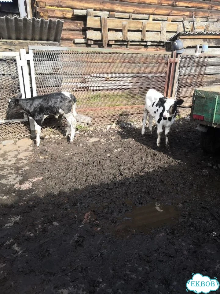 Продам бычка от своей коровы фото 1