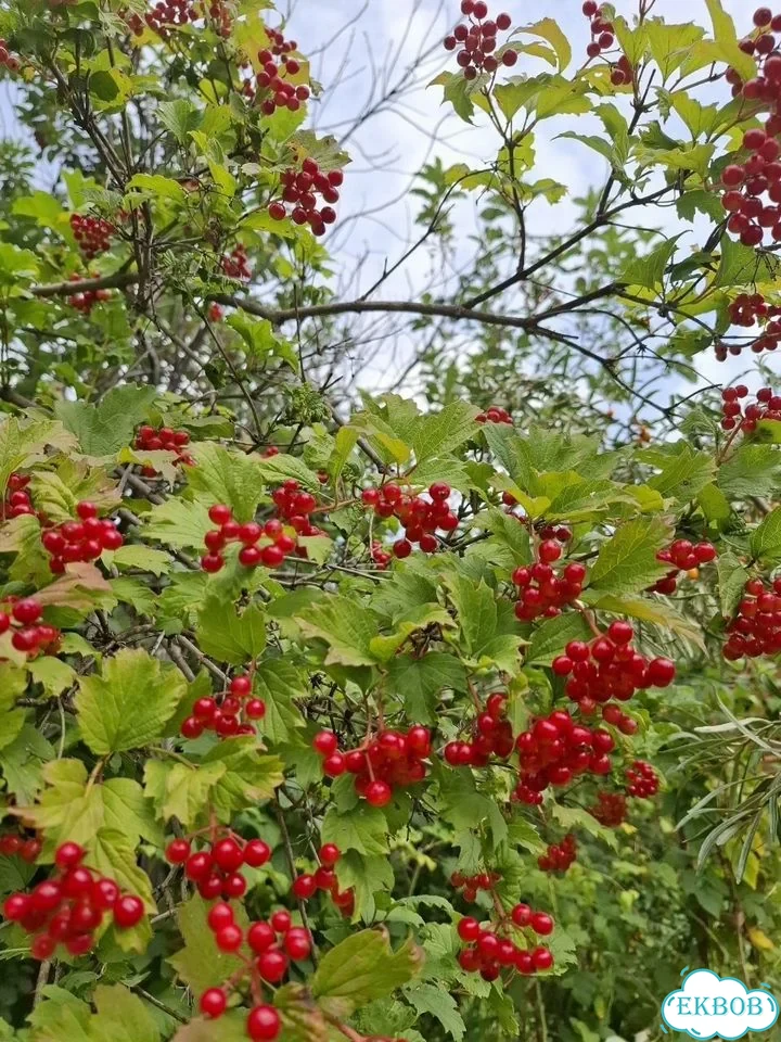 Дом 36 м² на участке 4,1 сот. фото 18