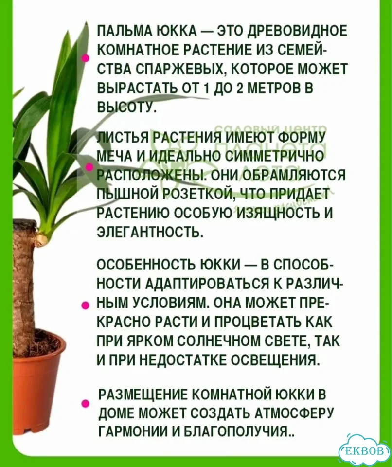 Юкка комнатная фото 3