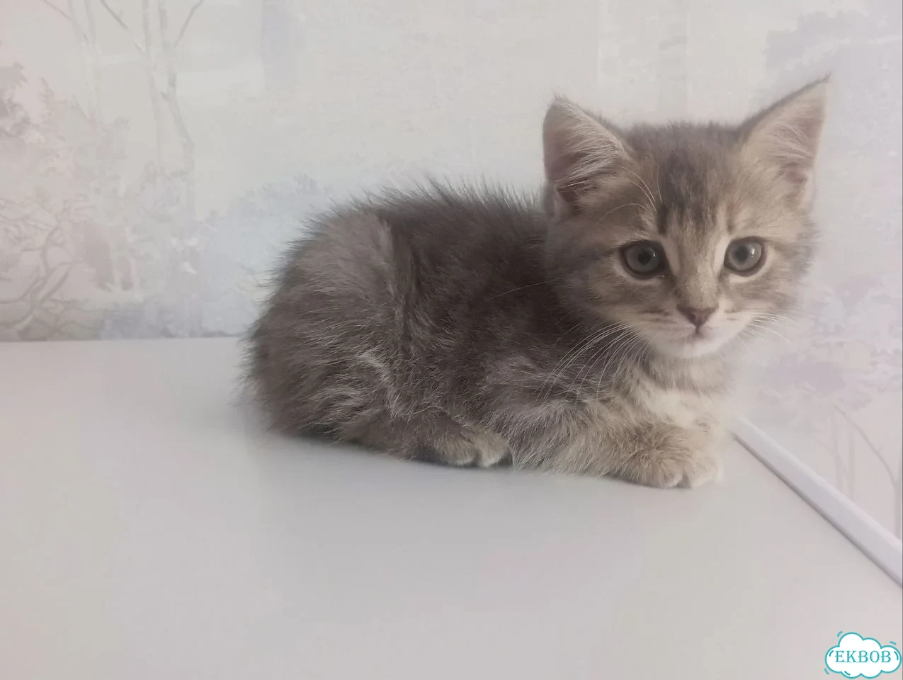 Шотландский прямоухий короткошёрстный котёнок фото 1