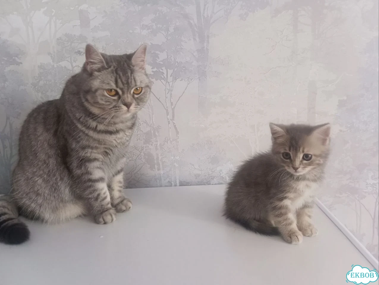 Шотландский прямоухий короткошёрстный котёнок фото 2